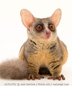 galagos Coco