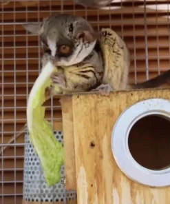 03 Monate alt Galagos