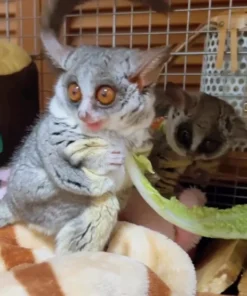 03 Monate alt Senegal Galago