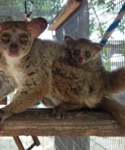 2 Monate alt, schöner domestizierter Buschbaby