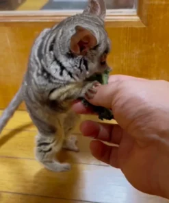 Startseite / Galagos Kaufen Deutschland