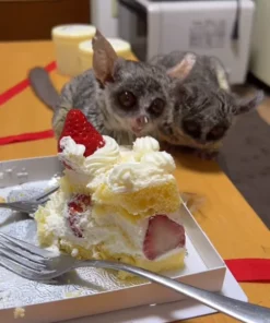 03 Monate alt Galago