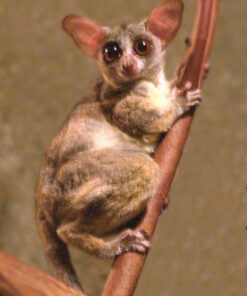 galagos Coco