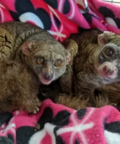 2 Monate alt, schöner domestizierter Buschbaby