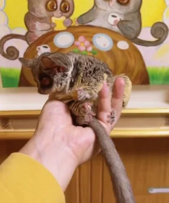 03 Monate altes Galago