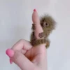 Finger Monkey.